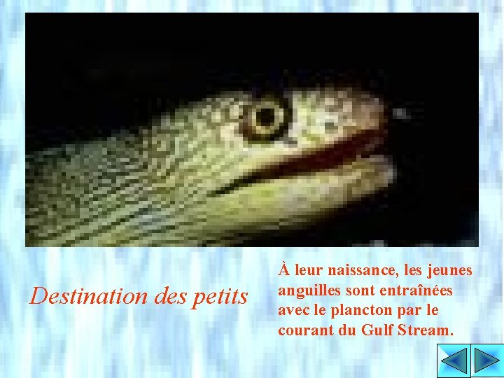 Destination des petits À leur naissance, les jeunes anguilles sont entraînées avec le plancton