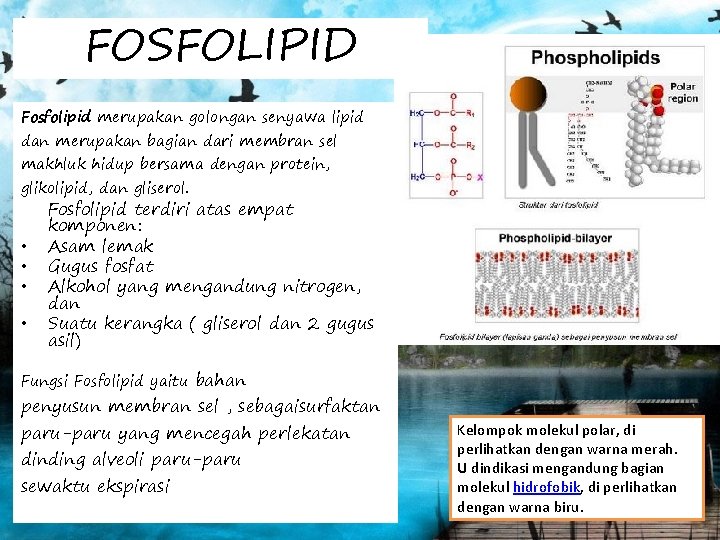 FOSFOLIPID Fosfolipid merupakan golongan senyawa lipid dan merupakan bagian dari membran sel makhluk hidup