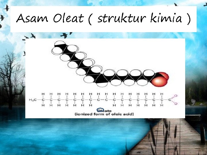 Asam Oleat ( struktur kimia ) 