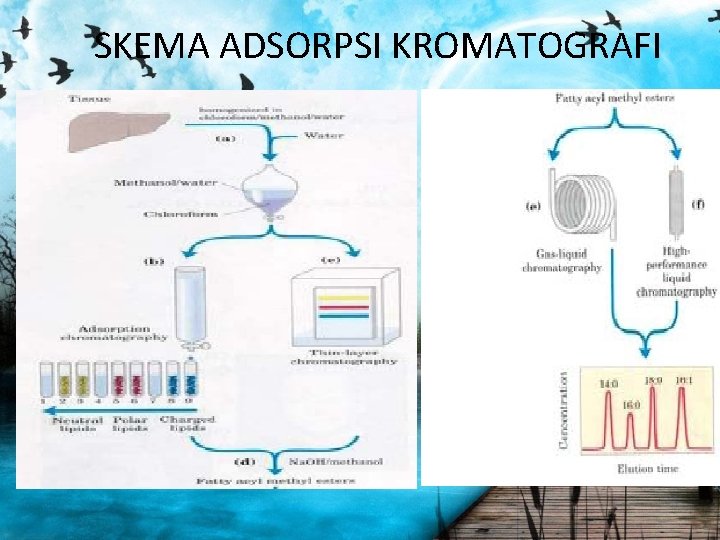 SKEMA ADSORPSI KROMATOGRAFI 