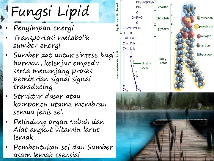 Fungsi Lipid • Penyimpan energi • Transportasi metabolik sumber energi • Sumber zat untuk