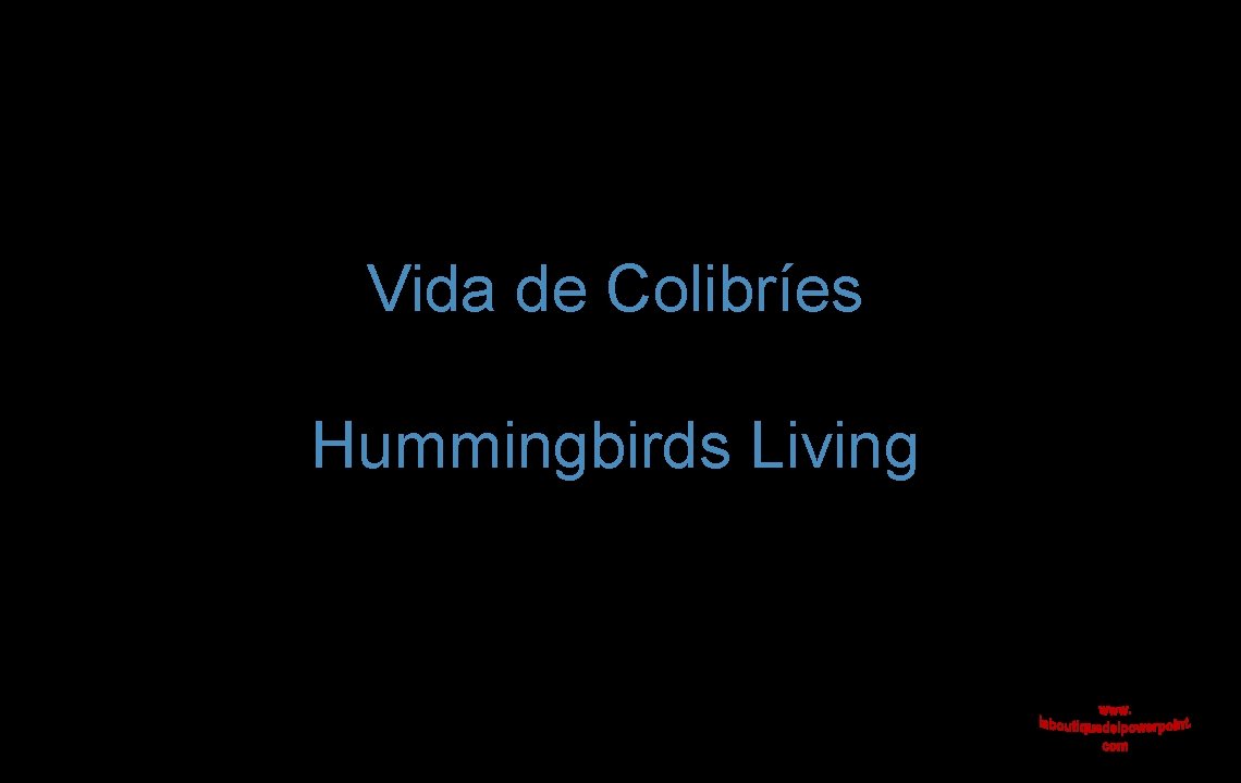 Vida de Colibríes Hummingbirds Living 