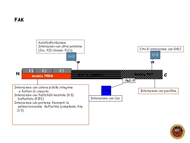 FAK Autofosforilazione Interazioni con altre proteine (Src, PI 3 chinasi, PLCg) Sito di interazione