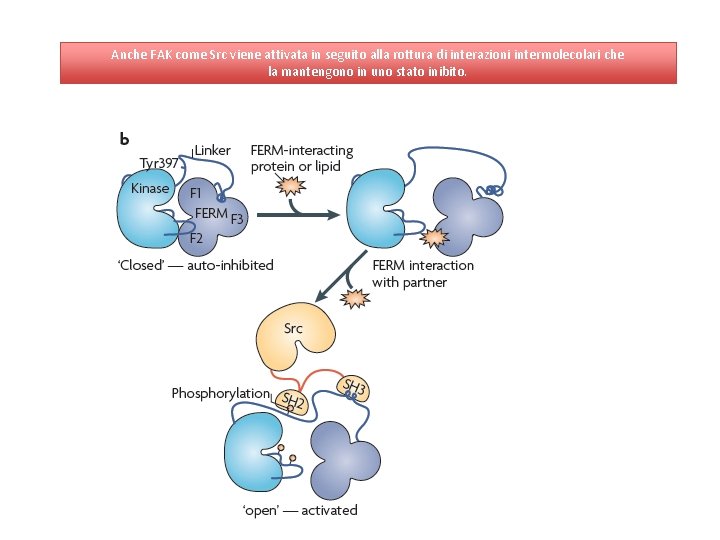 Anche FAK come Src viene attivata in seguito alla rottura di interazioni intermolecolari che