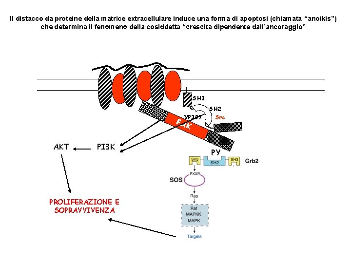 Il distacco da proteine della matrice extracellulare induce una forma di apoptosi (chiamata “anoikis”) Il distacco da proteine della matrice extracellulare induce una forma di apoptosi (chiamata “anoikis”)