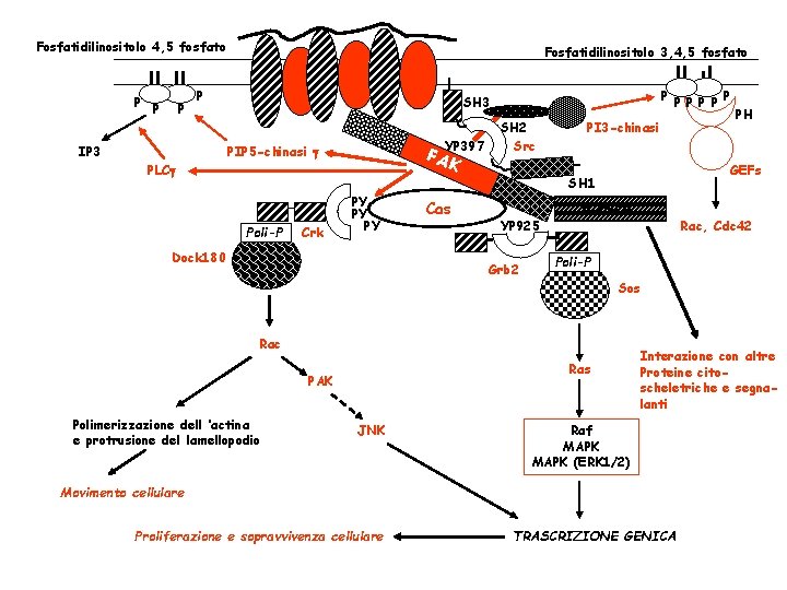 Fosfatidilinositolo 4, 5 fosfato P P P Fosfatidilinositolo 3, 4, 5 fosfato P IP