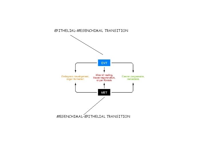 EPITHELIAL-MESENCHIMAL TRANSITION MESENCHIMAL-EPITHELIAL TRANSITION 