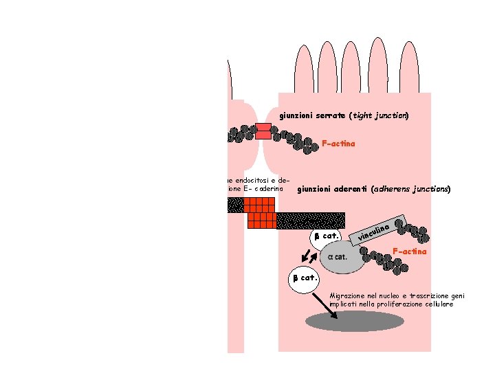 giunzioni serrate (tight junction) F-actina microtubuli p 12 0 c at. Previene endocitosi e giunzioni serrate (tight junction) F-actina microtubuli p 12 0 c at. Previene endocitosi e
