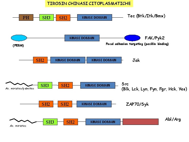 TIROSIN CHINASI CITOPLASMATICHE PH SH 3 KINASE DOMAIN SH 2 Tec (Btk/Itk/Bmx) FAK/Pyk 2