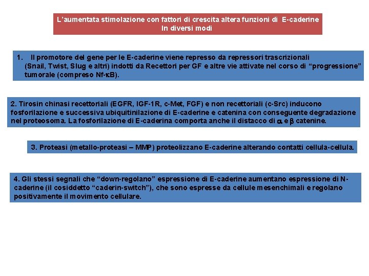 L’aumentata stimolazione con fattori di crescita altera funzioni di E-caderine In diversi modi 1.