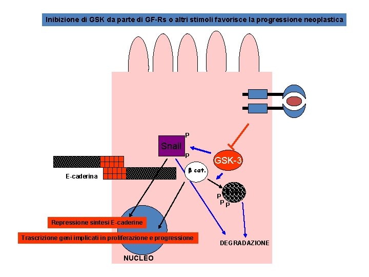 Inibizione di GSK da parte di GF-Rs o altri stimoli favorisce la progressione neoplastica Inibizione di GSK da parte di GF-Rs o altri stimoli favorisce la progressione neoplastica