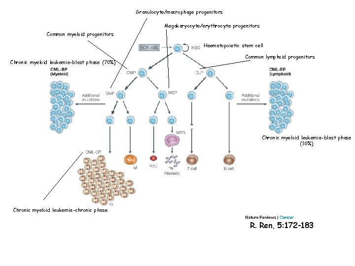Granulocyte/macrophage progenitors Megakaryocyte/erythrocyte progenitors Common myeloid progenitors Haematopoietic stem cell Chronic myeloid leukemia-blast phase Granulocyte/macrophage progenitors Megakaryocyte/erythrocyte progenitors Common myeloid progenitors Haematopoietic stem cell Chronic myeloid leukemia-blast phase