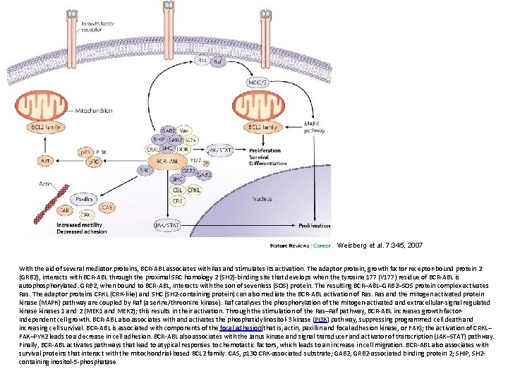 Weisberg et al. 7: 345, 2007 With the aid of several mediator proteins, Weisberg et al. 7: 345, 2007 With the aid of several mediator proteins,