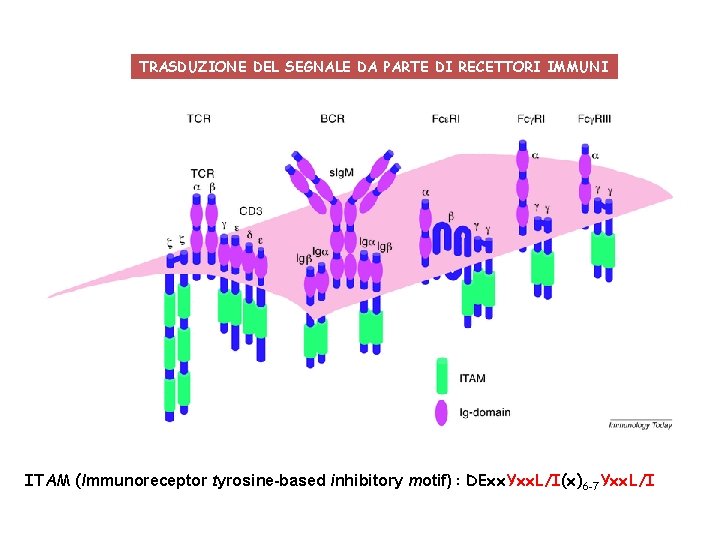 TRASDUZIONE DEL SEGNALE DA PARTE DI RECETTORI IMMUNI ITAM (Immunoreceptor tyrosine-based inhibitory motif) :
