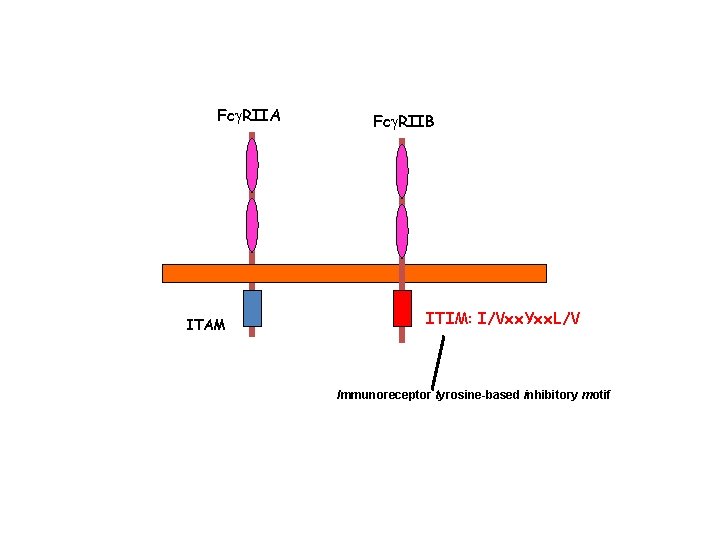 Fcg. RIIA ITAM Fcg. RIIB ITIM: I/Vxx. Yxx. L/V Immunoreceptor tyrosine-based inhibitory motif Fcg. RIIA ITAM Fcg. RIIB ITIM: I/Vxx. Yxx. L/V Immunoreceptor tyrosine-based inhibitory motif