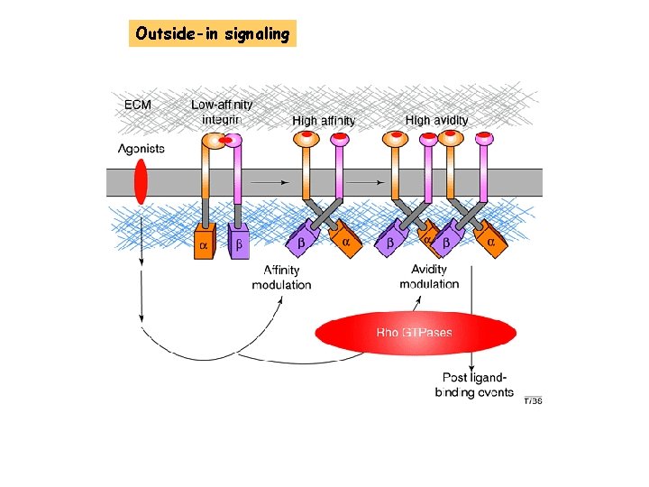 Outside-in signaling 