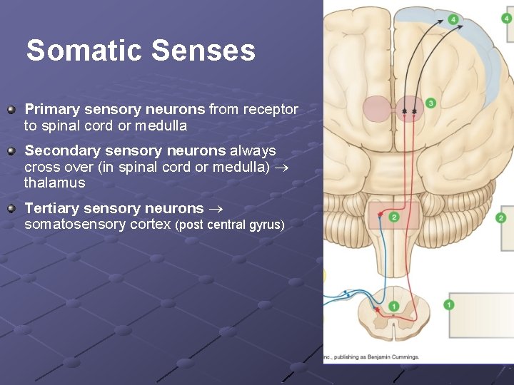 Somatic Senses Primary sensory neurons from receptor to spinal cord or medulla Secondary sensory