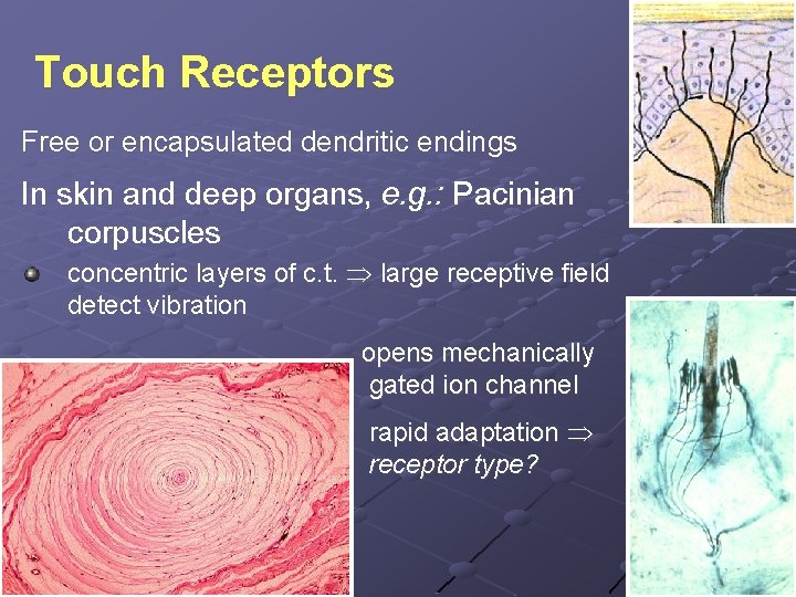 Touch Receptors Free or encapsulated dendritic endings In skin and deep organs, e. g.