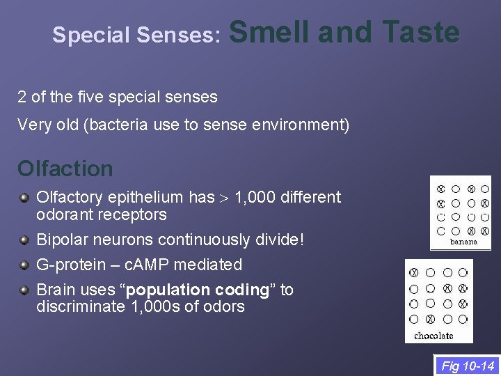 Special Senses: Smell and Taste 2 of the five special senses Very old (bacteria