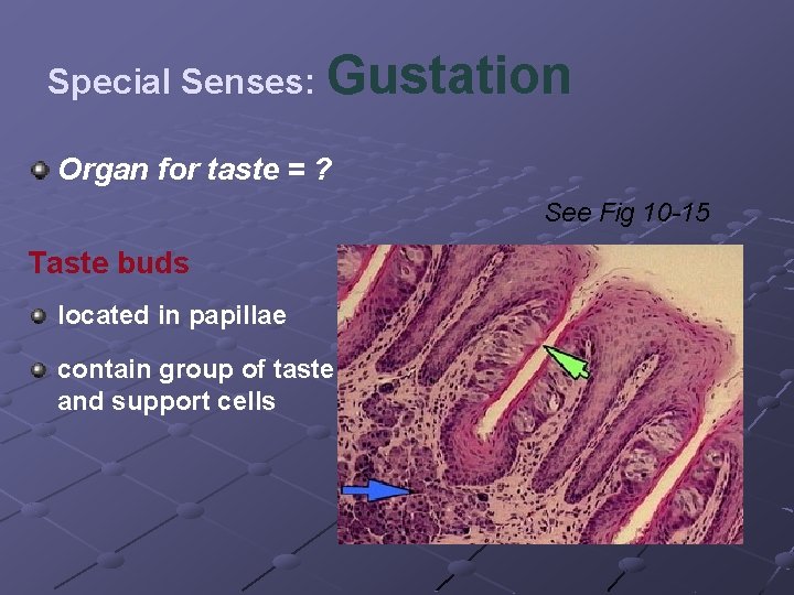 Special Senses: Gustation Organ for taste = ? See Fig 10 -15 Taste buds