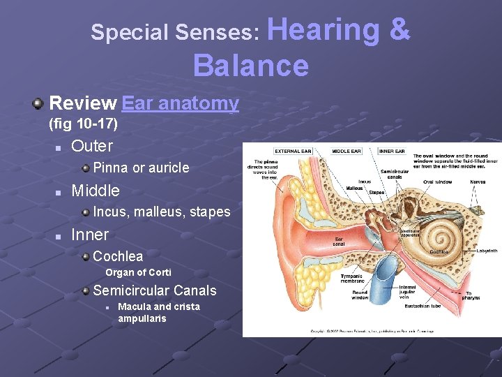 Special Senses: Hearing Balance Review Ear anatomy (fig 10 -17) n Outer Pinna or
