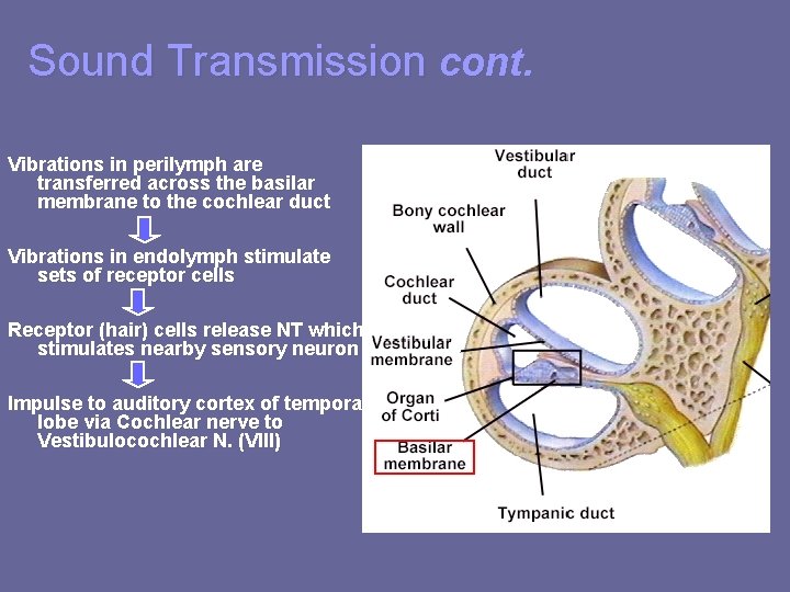 Sound Transmission cont. Vibrations in perilymph are transferred across the basilar membrane to the