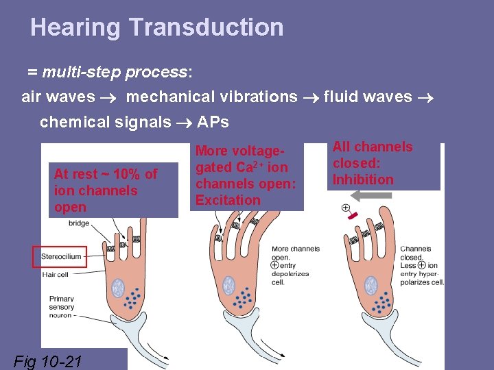 Hearing Transduction = multi-step process: air waves mechanical vibrations fluid waves chemical signals APs