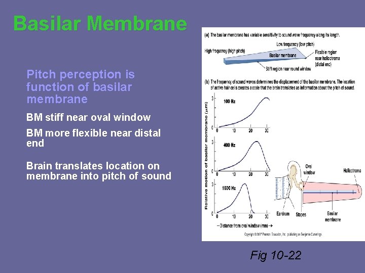 Basilar Membrane Pitch perception is function of basilar membrane BM stiff near oval window