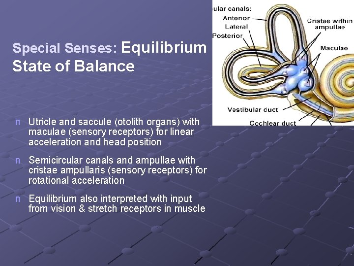 Special Senses: Equilibrium State of Balance n Utricle and saccule (otolith organs) with maculae