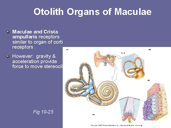 Otolith Organs of Maculae and Crista ampullaris receptors similar to organ of corti receptors