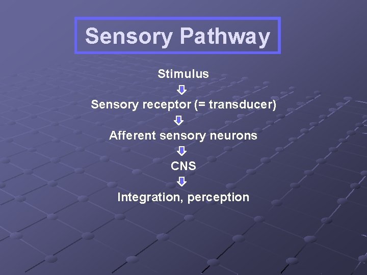 Sensory Pathway Stimulus Sensory receptor (= transducer) Afferent sensory neurons CNS Integration, perception 
