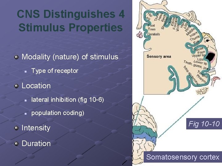 CNS Distinguishes 4 Stimulus Properties Modality (nature) of stimulus n Type of receptor Location