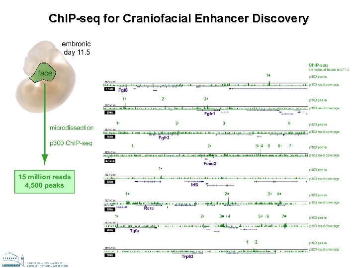Ch. IP-seq for Craniofacial Enhancer Discovery Ch. IP-seq for Craniofacial Enhancer Discovery