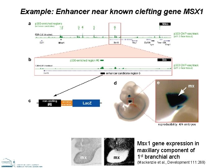 Example: Enhancer near known clefting gene MSX 1 mx mx mx Msx 1 gene Example: Enhancer near known clefting gene MSX 1 mx mx mx Msx 1 gene