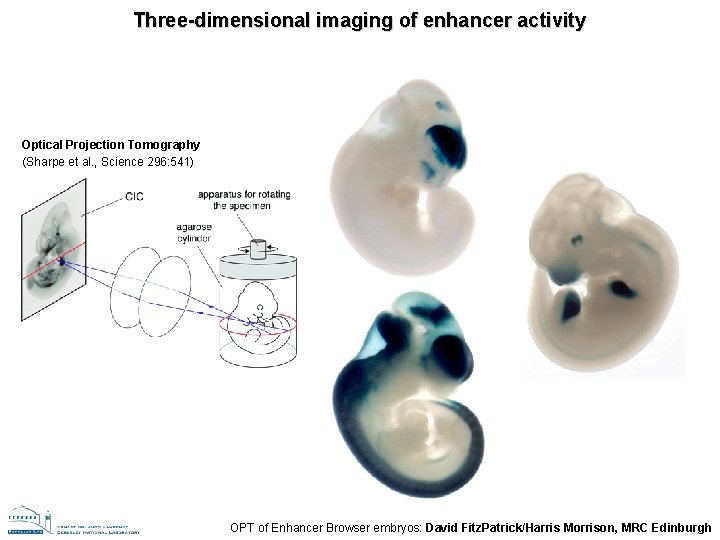 Three-dimensional imaging of enhancer activity Optical Projection Tomography (Sharpe et al. , Science 296: Three-dimensional imaging of enhancer activity Optical Projection Tomography (Sharpe et al. , Science 296: