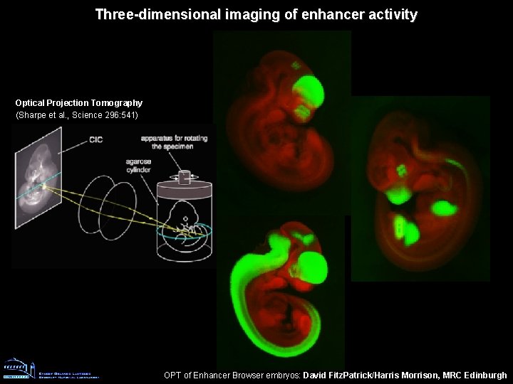 Three-dimensional imaging of enhancer activity Optical Projection Tomography (Sharpe et al. , Science 296: Three-dimensional imaging of enhancer activity Optical Projection Tomography (Sharpe et al. , Science 296: