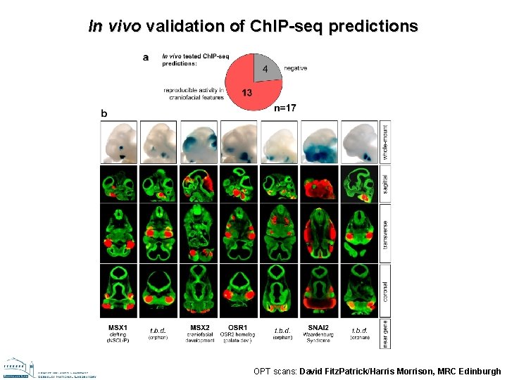 In vivo validation of Ch. IP-seq predictions OPT scans: David Fitz. Patrick/Harris Morrison, MRC In vivo validation of Ch. IP-seq predictions OPT scans: David Fitz. Patrick/Harris Morrison, MRC