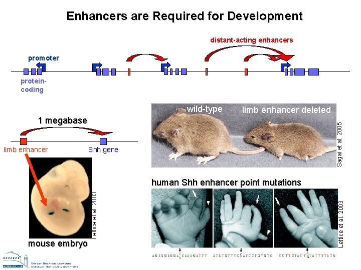 Enhancers are Required for Development distant-acting enhancers promoter proteincoding wild-type limb enhancer deleted limb Enhancers are Required for Development distant-acting enhancers promoter proteincoding wild-type limb enhancer deleted limb