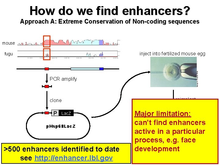How do we find enhancers? Approach A: Extreme Conservation of Non-coding sequences mouse inject How do we find enhancers? Approach A: Extreme Conservation of Non-coding sequences mouse inject