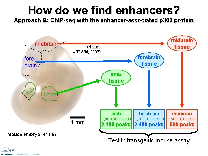 How do we find enhancers? Approach B: Ch. IP-seq with the enhancer-associated p 300 How do we find enhancers? Approach B: Ch. IP-seq with the enhancer-associated p 300