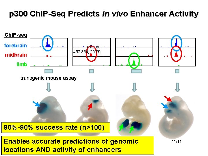 p 300 Ch. IP-Seq Predicts in vivo Enhancer Activity Ch. IP-seq forebrain midbrain (Nature p 300 Ch. IP-Seq Predicts in vivo Enhancer Activity Ch. IP-seq forebrain midbrain (Nature