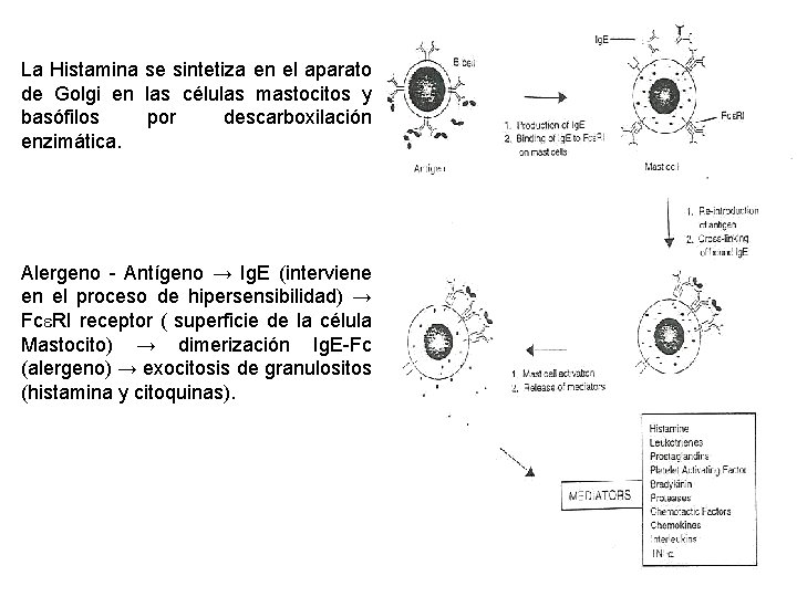 La Histamina se sintetiza en el aparato de Golgi en las células mastocitos y