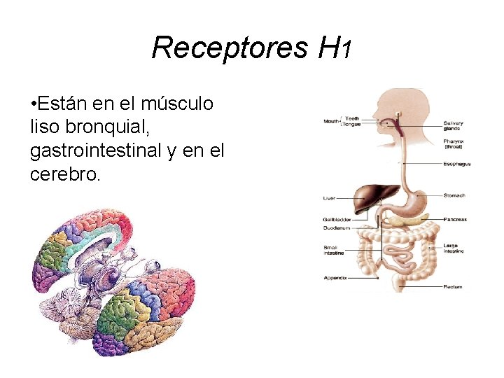 Receptores H 1 • Están en el músculo liso bronquial, gastrointestinal y en el