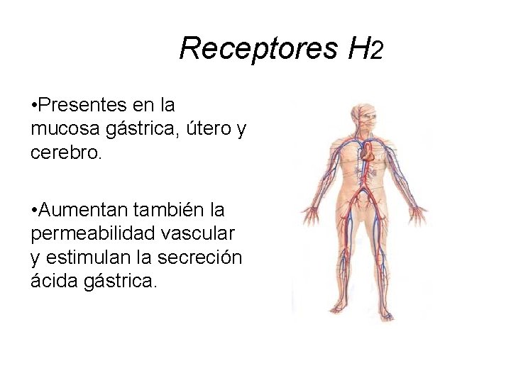 Receptores H 2 • Presentes en la mucosa gástrica, útero y cerebro. • Aumentan