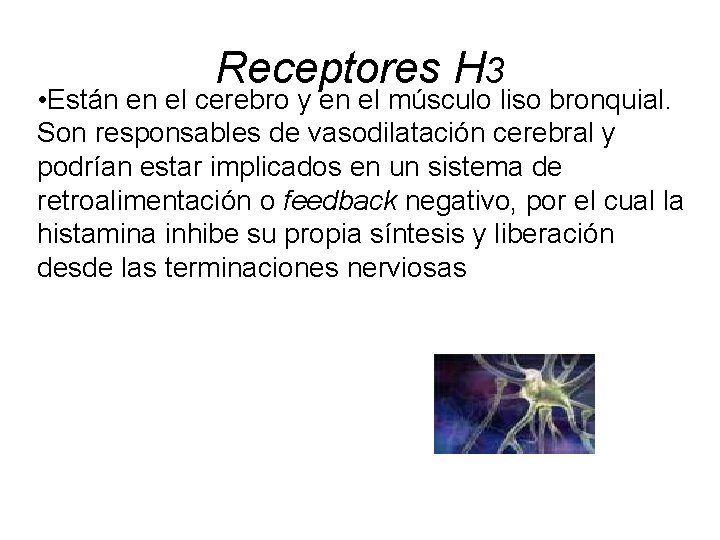 Receptores H 3 • Están en el cerebro y en el músculo liso bronquial.
