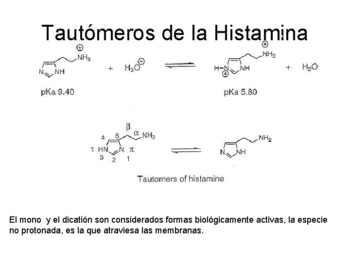 Tautómeros de la Histamina El mono y el dicatión son considerados formas biológicamente activas,