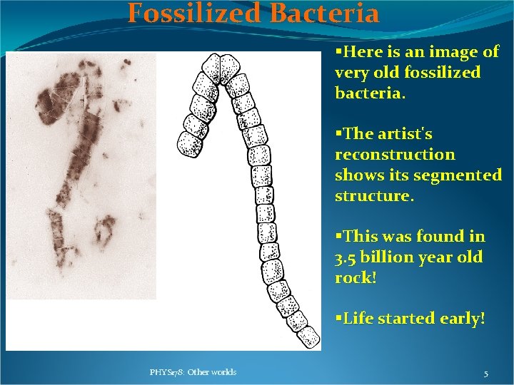 Fossilized Bacteria §Here is an image of very old fossilized bacteria. §The artist's reconstruction Fossilized Bacteria §Here is an image of very old fossilized bacteria. §The artist's reconstruction