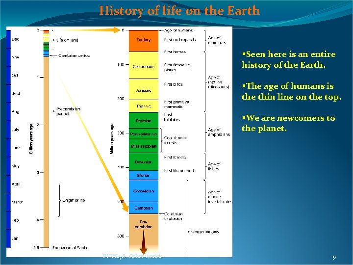 History of life on the Earth §Seen here is an entire history of the History of life on the Earth §Seen here is an entire history of the