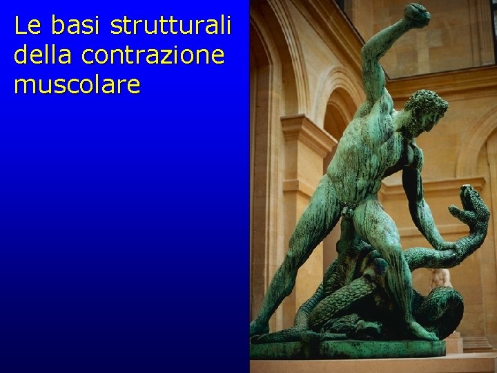 Le basi strutturali della contrazione muscolare 