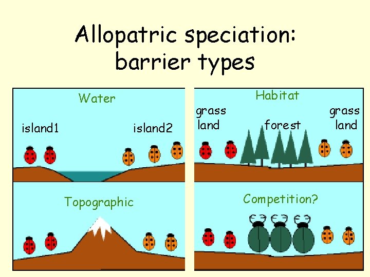 Allopatric speciation: barrier types Water island 1 island 2 Topographic grass land Habitat forest